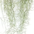 thumbnail image 3 of Ragnaroc Spanish Moss 15" Silvery-Green Tillandsia Usneoides Live Plants, 3 of 6