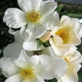 thumbnail image 3 of Heirloom Roses Rose Bush - Sally Holmes White Shrub Rose Plant, 3 of 3