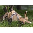 thumbnail image 2 of Kaveney, Wendy 14x11 Gold Ornate Wood Framed with Double Matting Museum Art Print Titled - Minnesota, Sandstone Red fox and pup interacting, 2 of 4