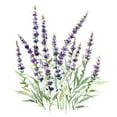 thumbnail image 3 of Robinson, Carol 12x12 Black Modern Framed Museum Art Print Titled - Lavender Botanical I, 3 of 5