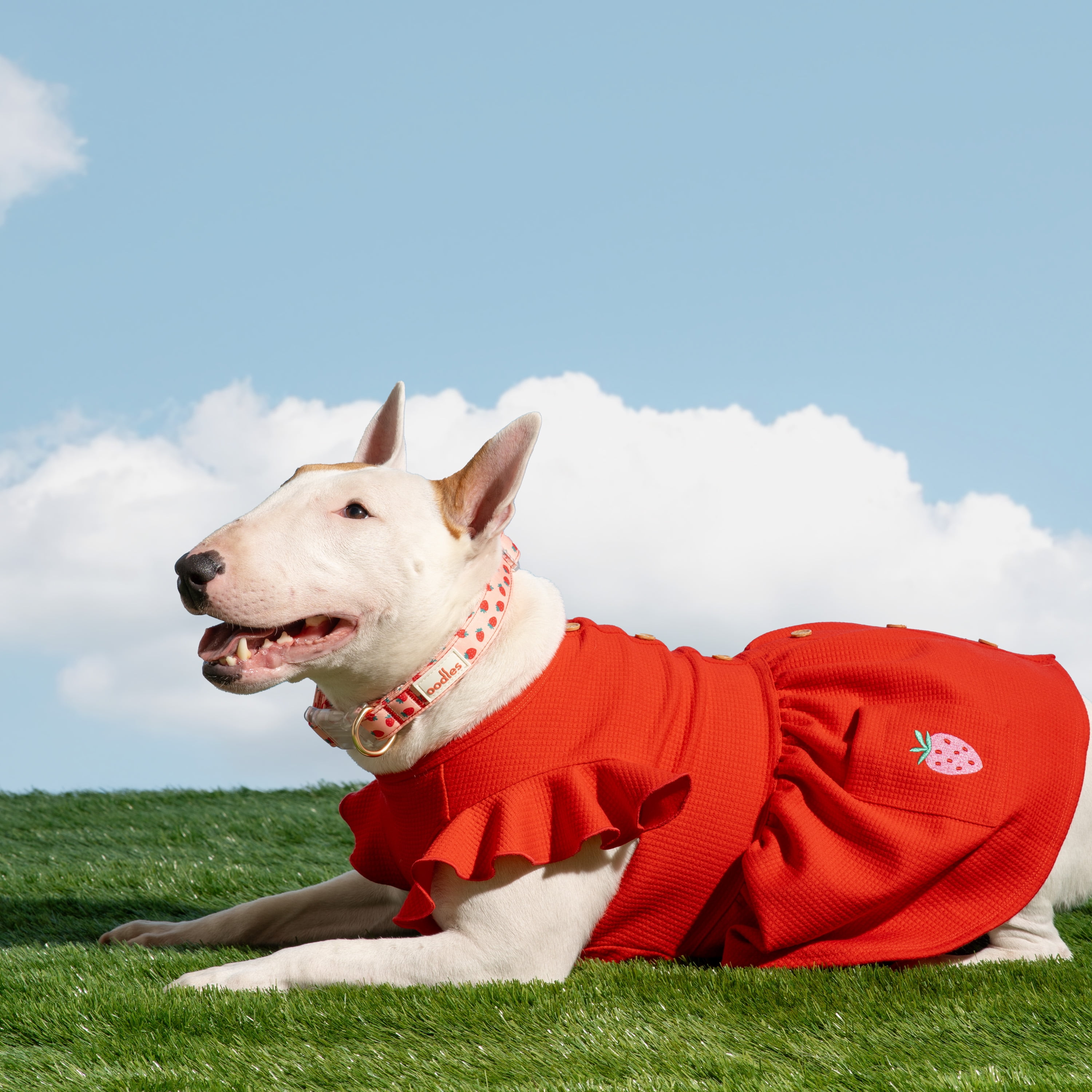 Oodles Sweet Strawberry Flutter Dog Dress, Red, Medium