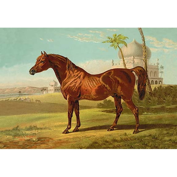 Goldie Arab Fine art canvas print (20" x 30")