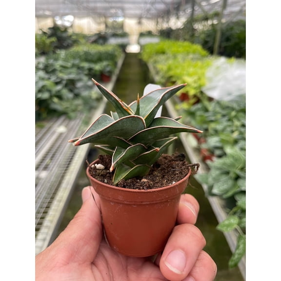 Snake 'Lavranos', 3" Pot, Indoor Houseplant, Easy Care, Live Plant for Indoor & Outdoor