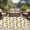 White Lemon Yellow Dark Yellow, variant on Round Area Rug 6 Ft, Summer Pineapple Washable Non-Slip Circle Carpet for Living Room/Bedroom, Retro Country Tropical Plants Fruit Low-Profile Indoor Mats Collection Rugs for Residential