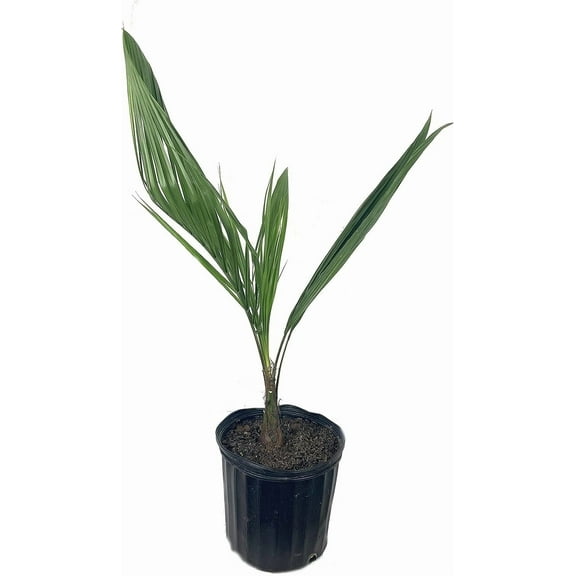 Mule Palm - Live Plant in a 3 Gallon Growers Pot - Butiagrus Nabonnandii - Rare Ornamental Palms of Florida