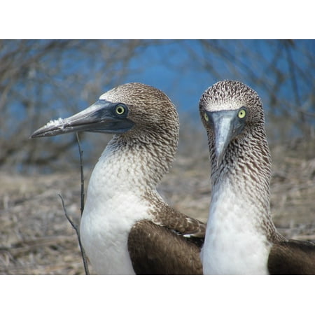Babos Bird - Canvas Print Tropical Fauna Bobo Birds Birds Couple Stretched Canvas 10 x 14