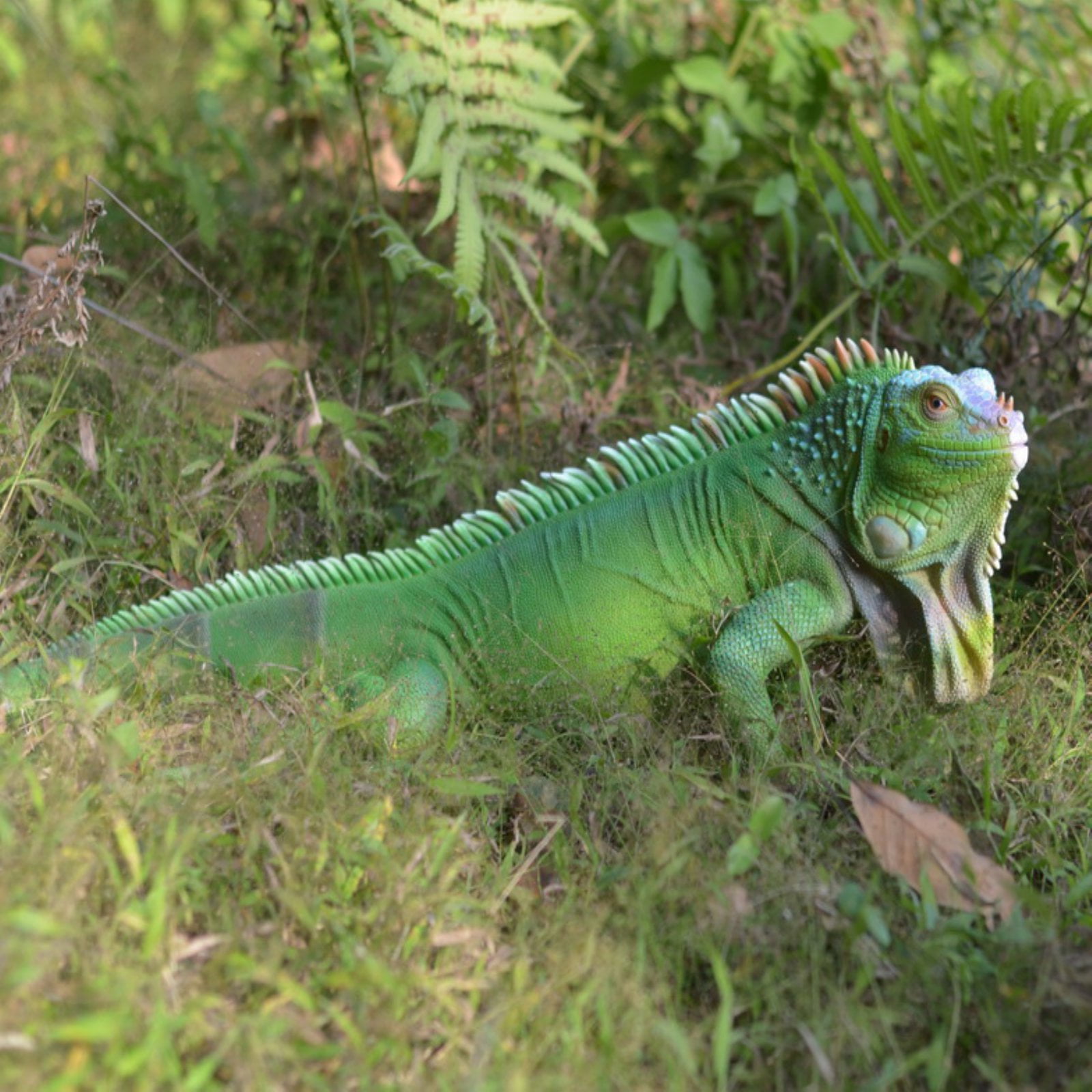 iguana stuffed animal walmart