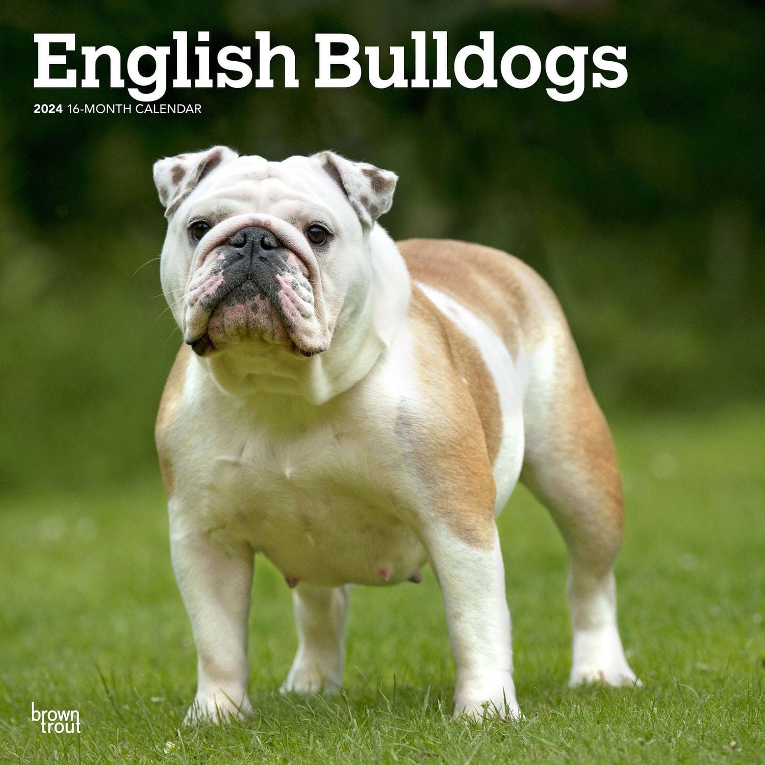 BrownTrout English Bulldogs 2024 12x24 Inch Square Wall Calendar, 9781975462017