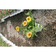 Proven Winners 1.0 PT Petunia Honey Full Sun Annual Flowering Plant