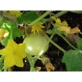 thumbnail image 2 of 100 LEMON CUCUMBER Cucumis Sativus Fruit Vegetable Seeds, 2 of 3
