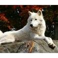 thumbnail image 2 of Arctic Wolf Laying Rock Wall Mural Decal Sticker, Wallmonkeys Peel & Stick Vinyl Graphic (18 in W x 15 in H), 2 of 4