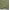 Dusty Green, variant on Soimoi Cotton Duck Fabric Small Motif Shirting Print Fabric by Yard 42 Inch Wide