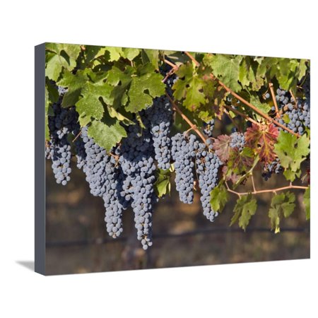 Close Up of Cabernet Sauvignon Grapes, Haras De Pirque Winery, Pirque, Maipo Valley, Chile Stretched Canvas Print Wall Art By Janis