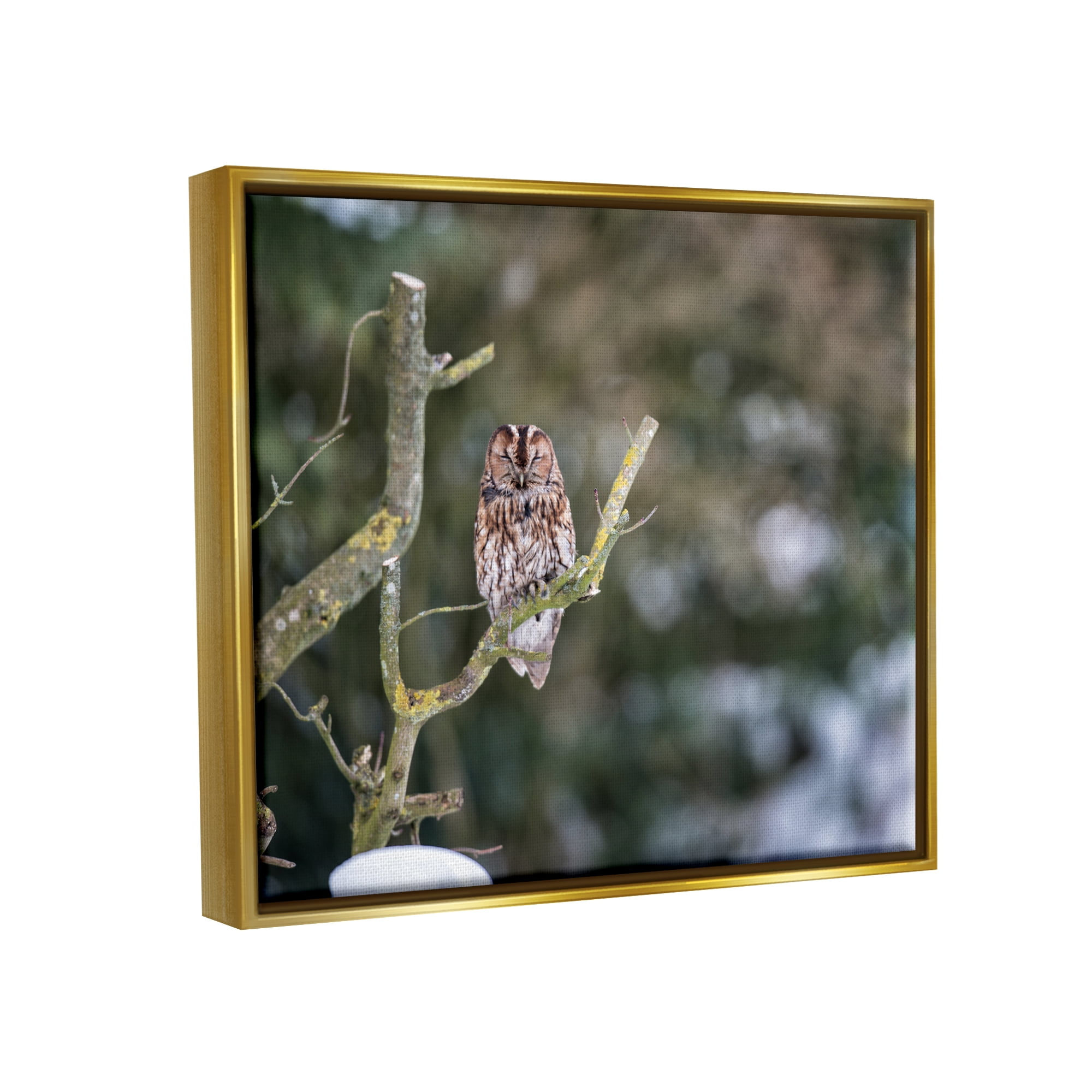 Stupell Industries Sleepy Owl Perched Snow Covered Nature Landscape Photograph Metallic Gold Floating Framed Canvas Print Wall Art, Design by James Dobson