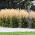 thumbnail image 5 of 50 Perennial Calamagrostis Karl Foerster Feather Reed Ornamental Grass - Privacy Border - Deer Rabbit Resistant - Zone 4-9, 5 of 5