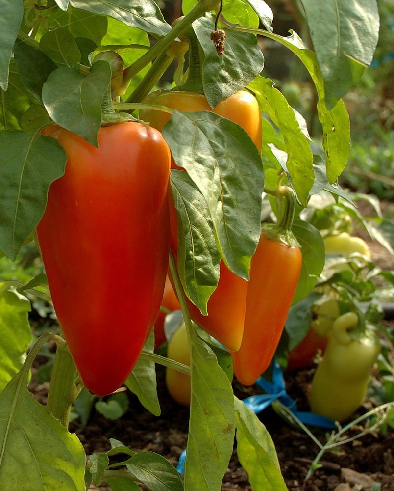 Sweet Romanian Pepper Plant Heirloom 3.5&quot; Pot