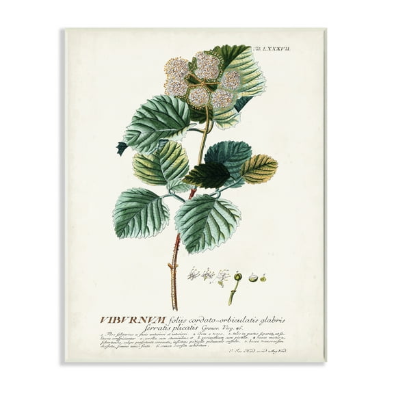 Stupell Industries Botanical Plant Illustration Seeds Vintage Design Drawings Unframed Art Print Wall Art, 10x15, by Unknown