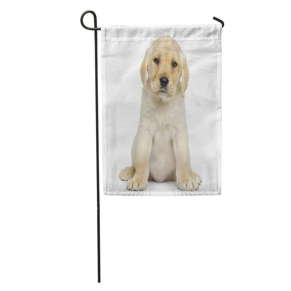 POGLIP Beige Dog Labrador Puppy Sitting and Facing White Alone Garden Flag Decorative Flag House Banner 28x40 inch