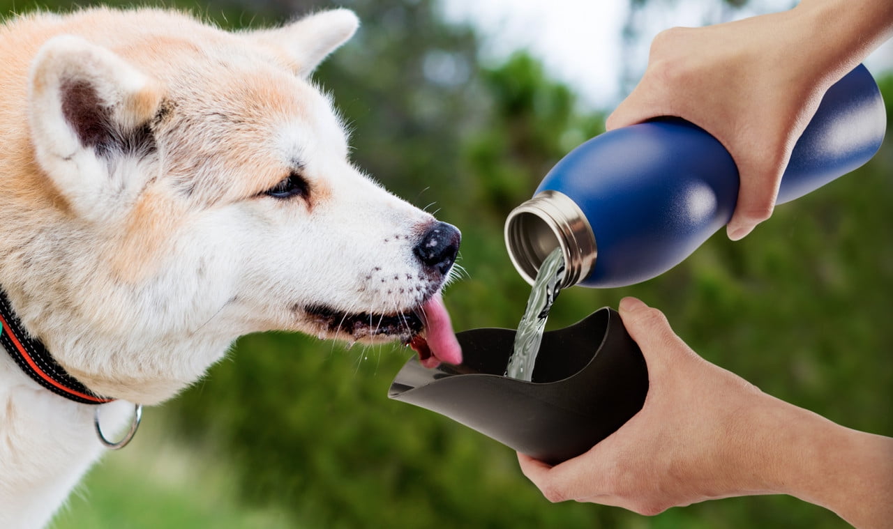 Mobile dog water bottle hotsell