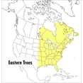 thumbnail image 1 of Pre-Owned A Peterson Field Guide to Eastern Trees: Eastern United States and Canada, Including the Midwest (Paperback) 0395904552 9780395904558, 1 of 1