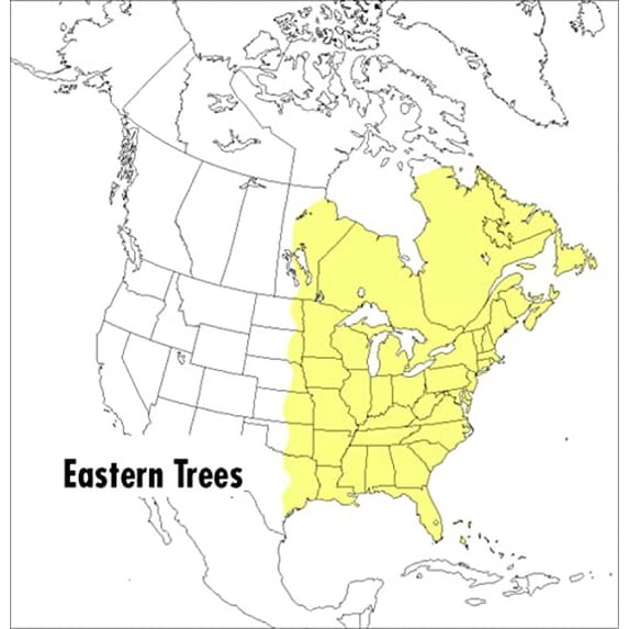 Pre-Owned A Peterson Field Guide to Eastern Trees: Eastern United States and Canada, Including the Midwest (Paperback) 0395904552 9780395904558