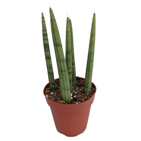 Bamboo Shoots Snake Plant - Sanseveria cylindrica - Impossible to kill! - 4" Pot - Walmart.com Bamboo Shoots Snake Plant - Sanseveria cylindrica - Impossible to kill! - 4" Pot - Walmart.com