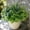 Mix Greenery, variant on Outdoor Faux Plants UV Resistant - 12 Bouquets Realistic Artificial Monkey Grass Greenery for Patio Garden Front Porch Decor Weatherproof Fake Plants for Outside