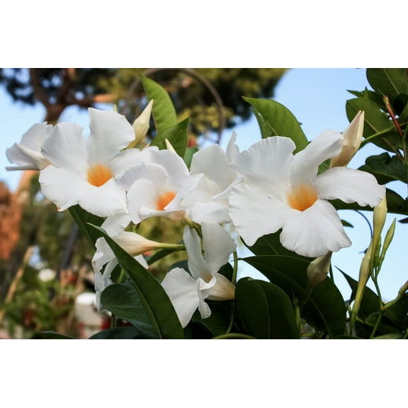 Mandevilla Giant White Flower Starter Plant, Lot of 2
