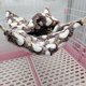 thumbnail image 2 of Interesante cama de chinchilla Hamster Hammock suspendiendo la cama de conejillo de indias, 2 of 6