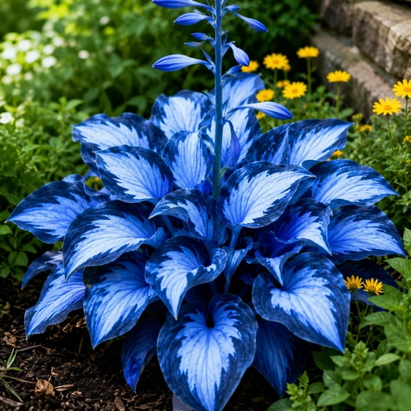 H-osta - Easy Grow-Suitable for Garden, Excellent Display, Ideal for Beds Borders, Plant Pots & Planters