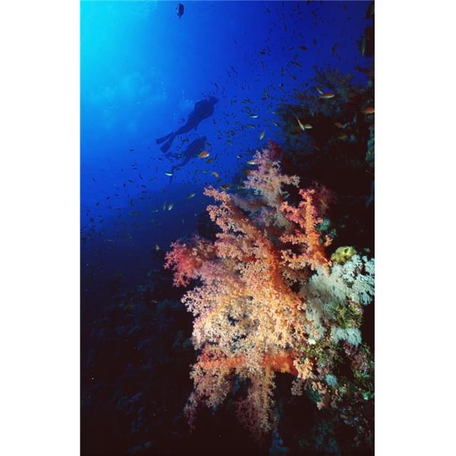 Posterazzi DPI1880141LARGE Two Silhouetted Divers Behind Soft Corals In The Red Sea Poster Print, 22 x 34 - Large
