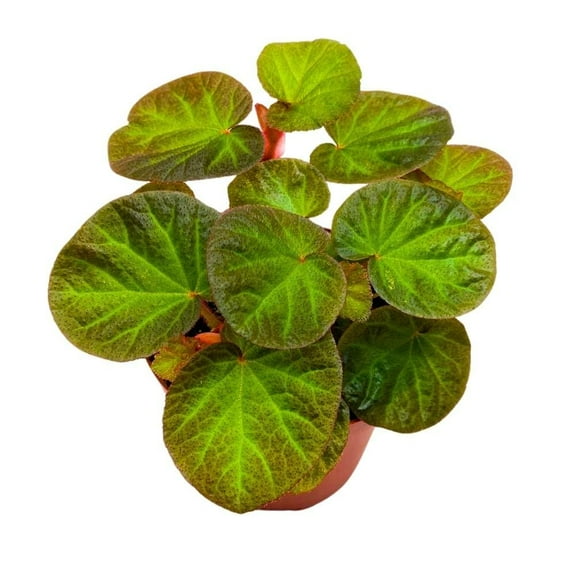 Begonia Manaus, 4 inch Rhizomatous Rhizo Green Orange Brown Fuzzy Leaves