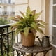 thumbnail image 1 of CaiYueKe Artificial Boston Fern Plants Bushes Fake Shrubs Bush Greenery Plants Faux Fern Plant for Outdoors UV Resistant Garden Plants or Home Office Desk Indoor Decor, 1 of 7