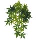 thumbnail image 2 of Enredaderas de Terrario perfecl Flexibles Tipo 2 40 cm, 2 of 8