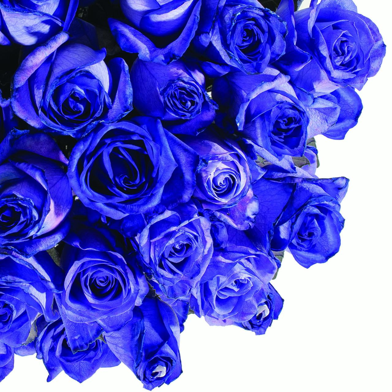Tinted Purple Roses 50 cm - Fresh Cut - 100 Stems - Walmart.com ...