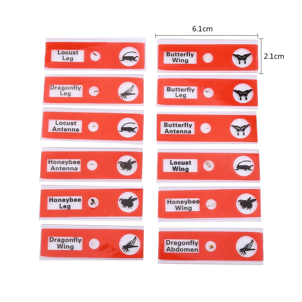 Microscopio Digital Portátil Para Niños HUTACT 1000X - Pantalla 2'', Luz LED Ajustable, Incluye Portaobjetos, Ideal Para Regalo