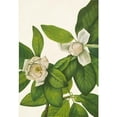 thumbnail image 2 of Mary Vaux Walcott 18x24 Gold Ornate Framed and Double Matted Museum Art Print Titled - Sweetbay. Magnolia Virginiana (1925), 2 of 4