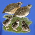 thumbnail image 3 of CafePress - Coturnix Quail Family Dark T Shirt - Men's Classic Graphic Cotton T-Shirt, 3 of 4
