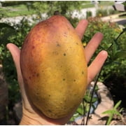 Pickering Mango Grafted. 5 Gallon pot. ship to all states