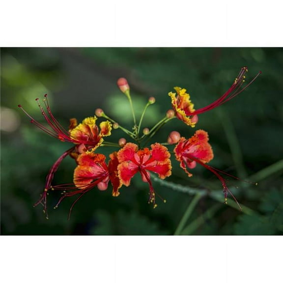Pride of Barbados Caesalpinia Pulcherrima - Antigua West Indies Poster Print - 18 x 12 in.
