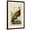 Brown Frame, variant on Art.com Audubon Wild Turkey Art Print by John James Audubon, 16" x 24"