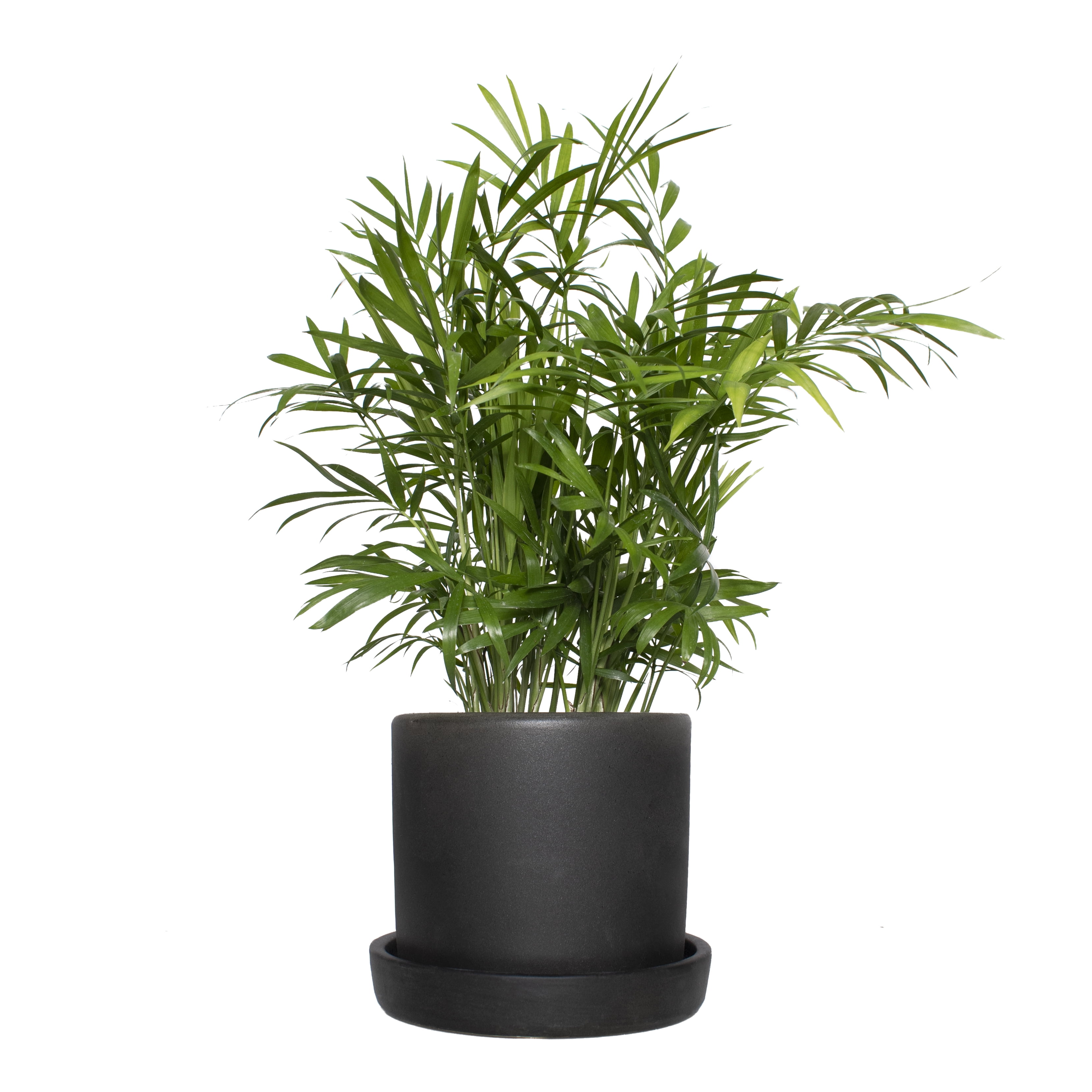 5 In. Hyde Semi Matte Black Container with Saucer - 1 Piece