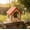 Red, variant on Winter Poetry Upgrade Wooden Bird House Feeder, Hanging Mini Bird Nest, Outdoor Garden Decoration for Courtyard Forest, 7.09x6.30x6.30in Yellow