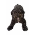 thumbnail image 1 of Black Bichon-Cocker Spaniel Dog Poster Print, Large - 22 x 34, 1 of 1