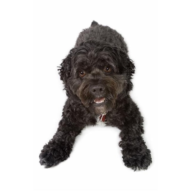 Black Bichon-Cocker Spaniel Dog Poster Print, Large - 22 x 34
