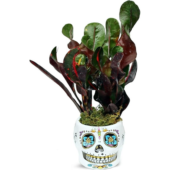Live Croton Mammy, Variegated Tropical Houseplant, Funny Christmas Gift, Office Gift, Plant Lover Gift, Plant Mom Dad Gift, Best Friend Gift, New Doctor Gift in 4" Ceramic Skull