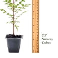 thumbnail image 6 of 1 Chinese Pistache Tree | Live Sapling in 2.5-inch Nursery Cube | Pistacia Chinensis Variety | Drought-Tolerant Deciduous Shade Canopies | Bursting Colorful Foliage for Home, 6 of 9