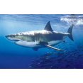 thumbnail image 2 of Laminated Great White Shark Poster Print 24x36, 2 of 5