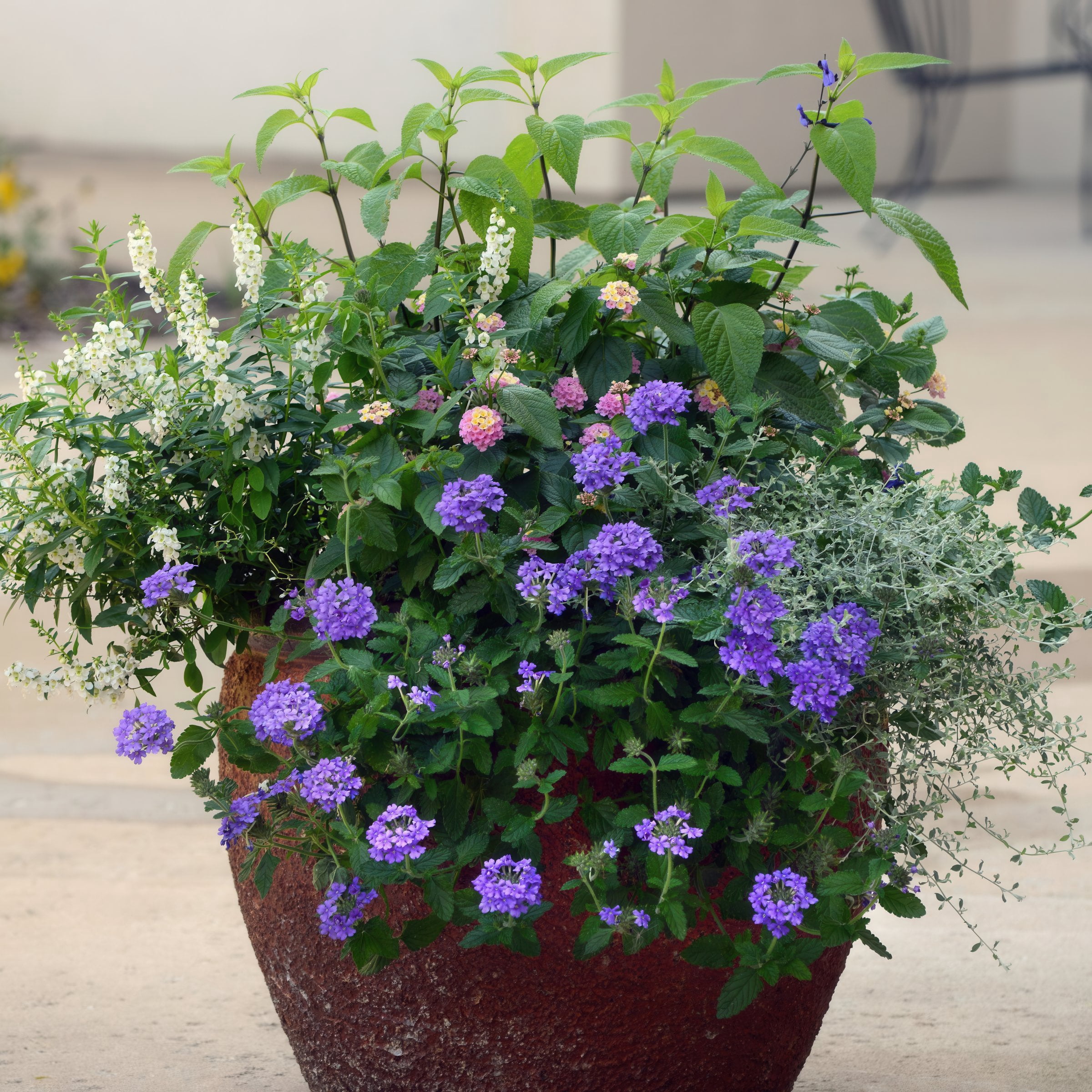 Live Perennial 4" Verbena EnduraScape Blue Improved (3-Pack) with Full Sunlight