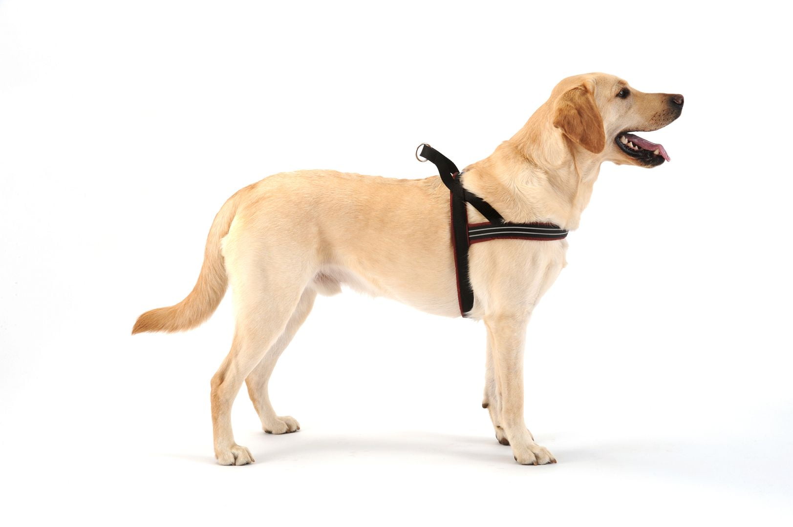 ComfortFlex Sport Dog Harness – No-Choke, Fully Padded, Non-Chafing Harness - Hunter Orange, Small